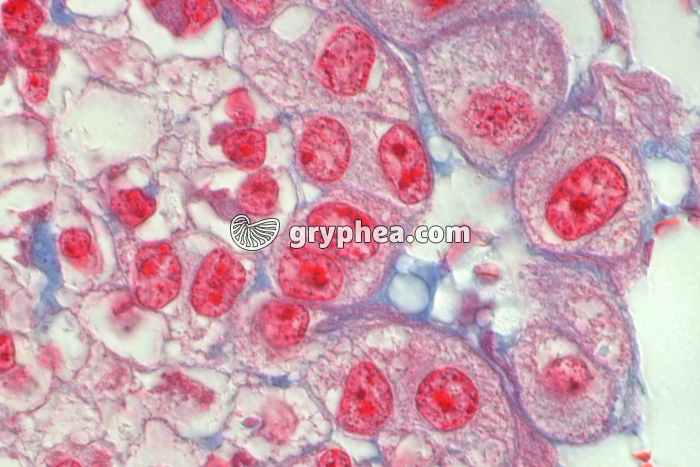 Placenta x200 - gryphea.com